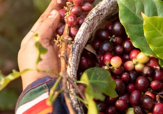 lorsust23 coffee harvest 640x450