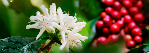 lorsust23 coffee blossom berries 1803x652