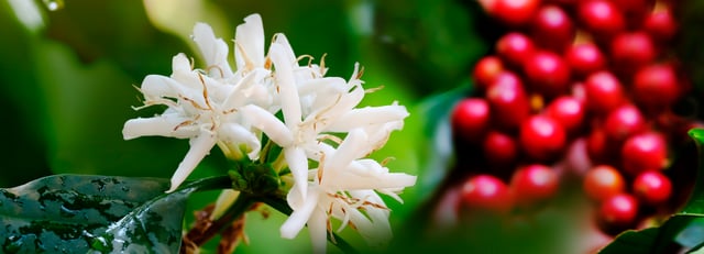 lorsust23 coffee blossom berries 1803x652